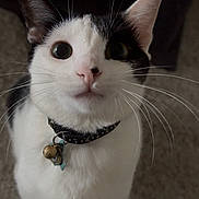 Nova joined the competition — help win amazing prizes! bell, black_fur, carpet, cat, close_up, collar, cute, domestic_animal, ears, feline, indoor, looking_up, mammal, nose, pet, portrait, whiskers, white_fur, wide_eyes, young_cat
