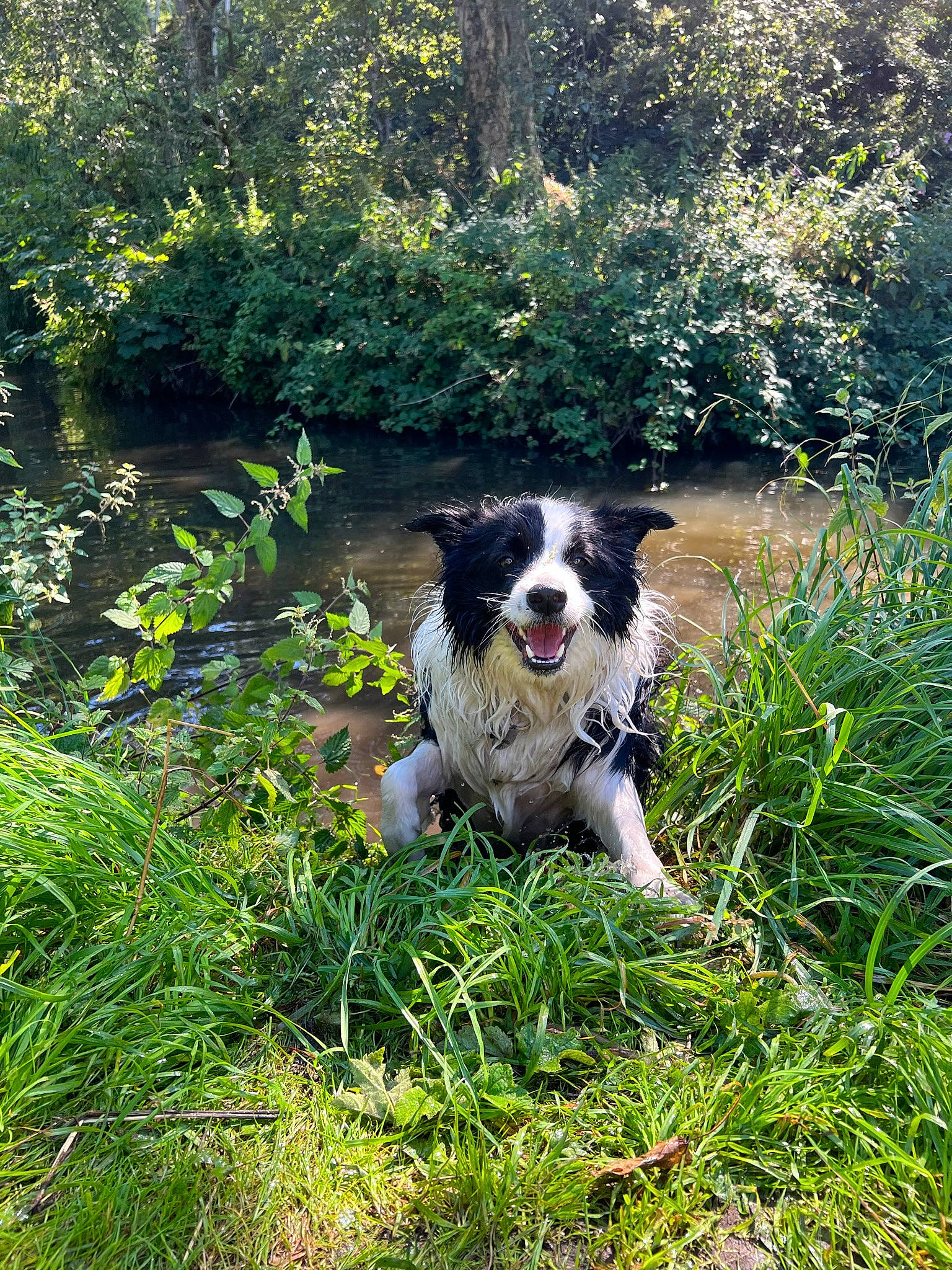 Charlie is registered to the contest to win money with this photo: australian_shepherd, border_collie, canidae, carnivore, companion_dog, dog, dog_breed, grass, groundcover, gun_dog, herding_dog, natural_landscape, plant, pont_audemer_spaniel, sporting_group, tail, terrestrial_plant, texas_heeler, tree, water