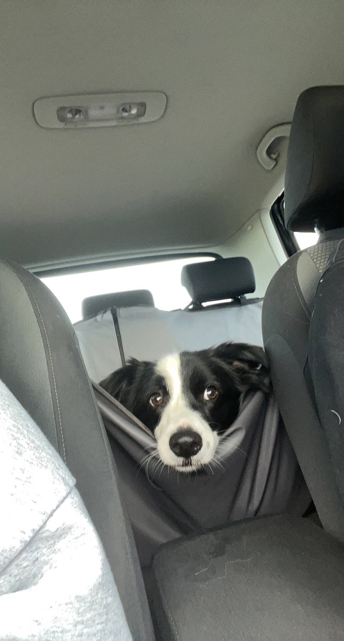 Charlie is registered to the contest to win money with this photo: auto_part, automotive_design, automotive_exterior, automotive_tire, car, car_seat, car_seat_cover, carnivore, companion_dog, dog, dog_breed, family_car, head_restraint, motor_vehicle, personal_luxury_car, snout, tints_and_shades, trunk, vehicle, vehicle_door