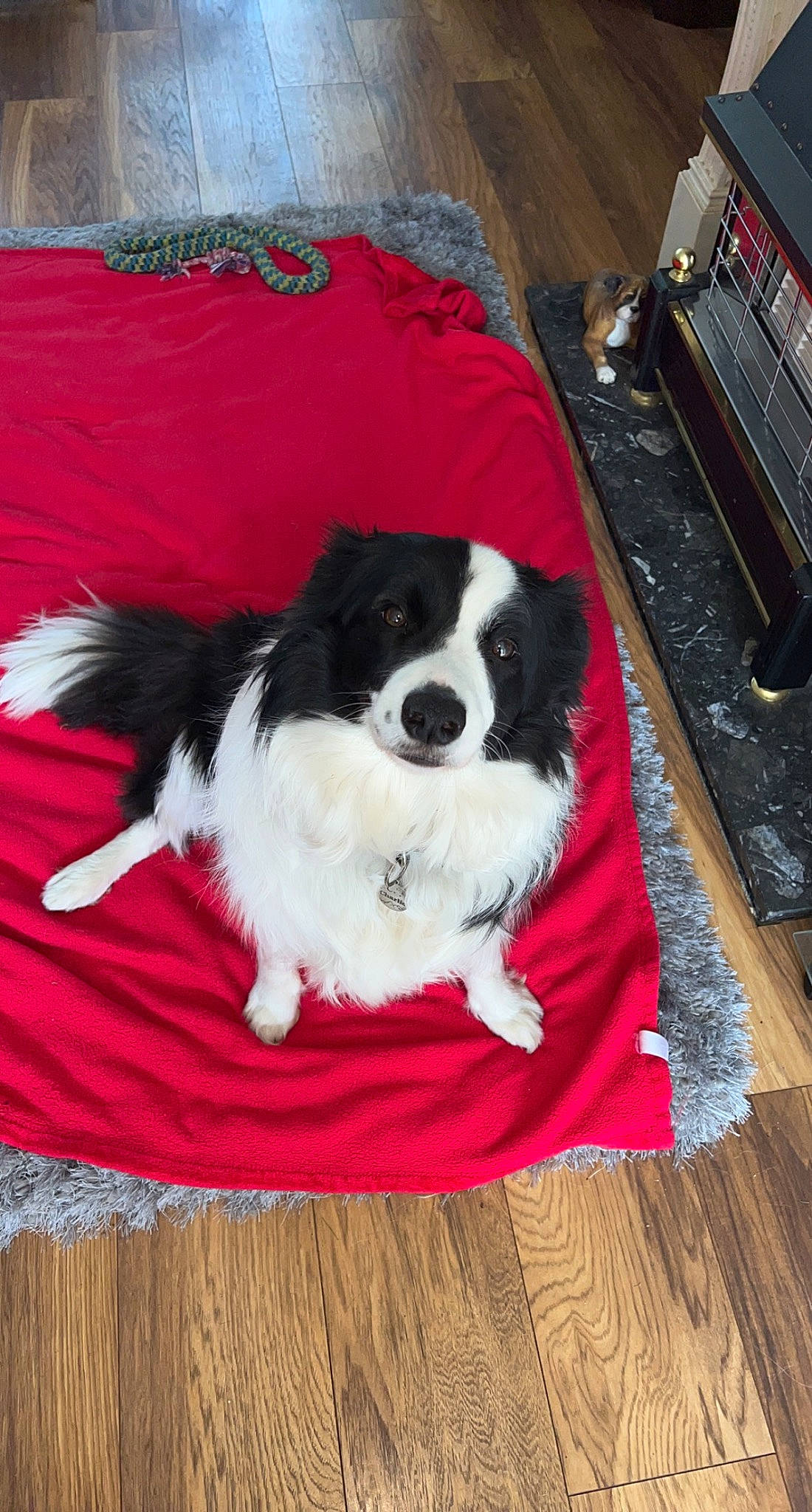 Charlie joined the competition — help win amazing prizes! canidae, carmine, carnivore, companion_dog, dog, dog_breed, dog_supply, flooring, fur, hardwood, non_sporting_group, pattern, plank, sporting_group, tail, toy_dog, varnish, wood, working_animal, working_dog