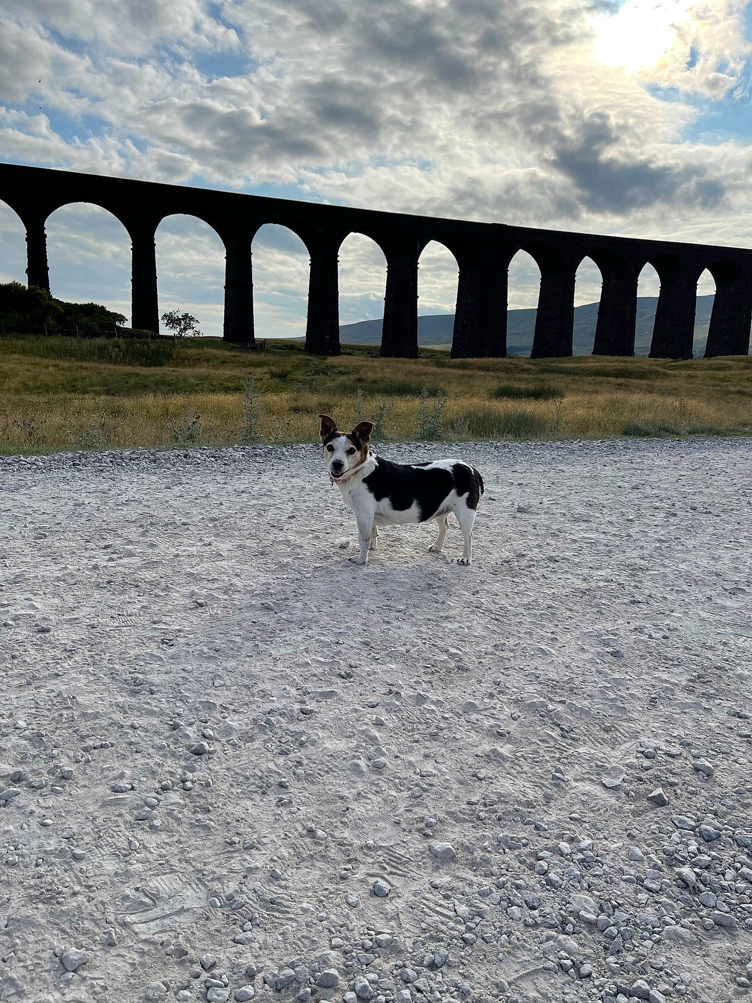 Katie joined the competition — help win amazing prizes! bridge, carnivore, cloud, concrete_bridge, cumulus, dog, dog_breed, grass, horizon, landscape, ocean, reservoir, road, road_surface, shadow, sky, soil, sporting_group, water, water_resources