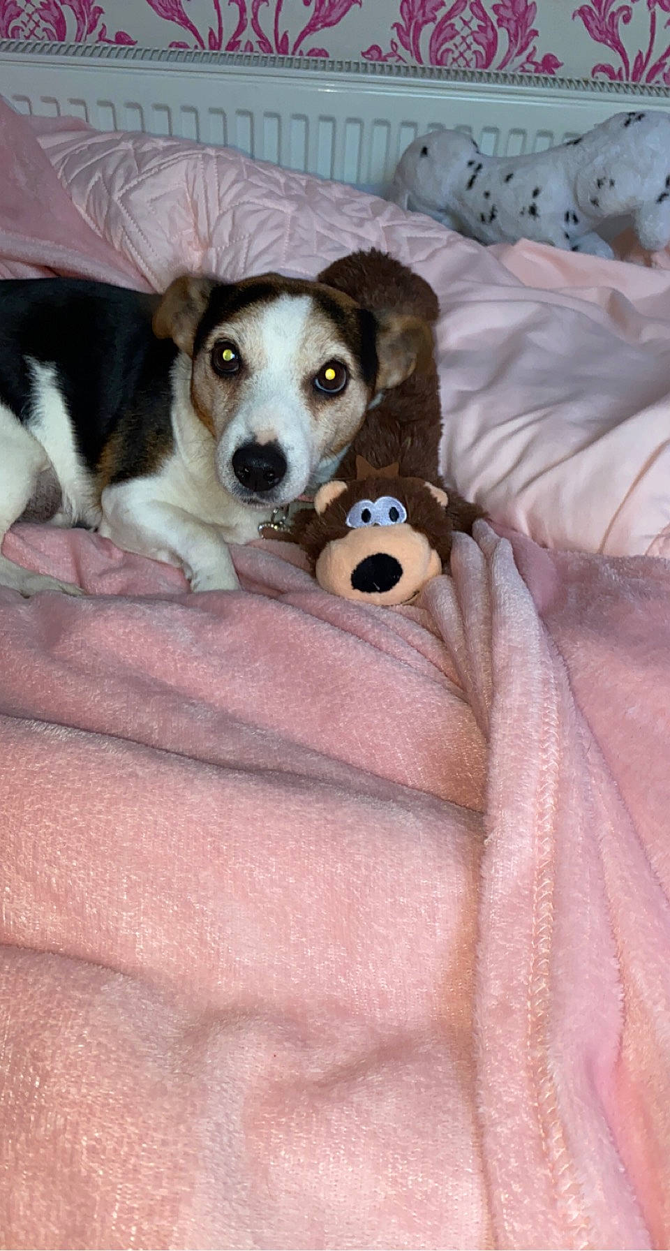 Katie is registered to the contest to win money with this photo: bed, bedding, blanket, carnivore, comfort, companion_dog, couch, dog, dog_breed, fur, hound, linens, paw, scent_hound, working_animal