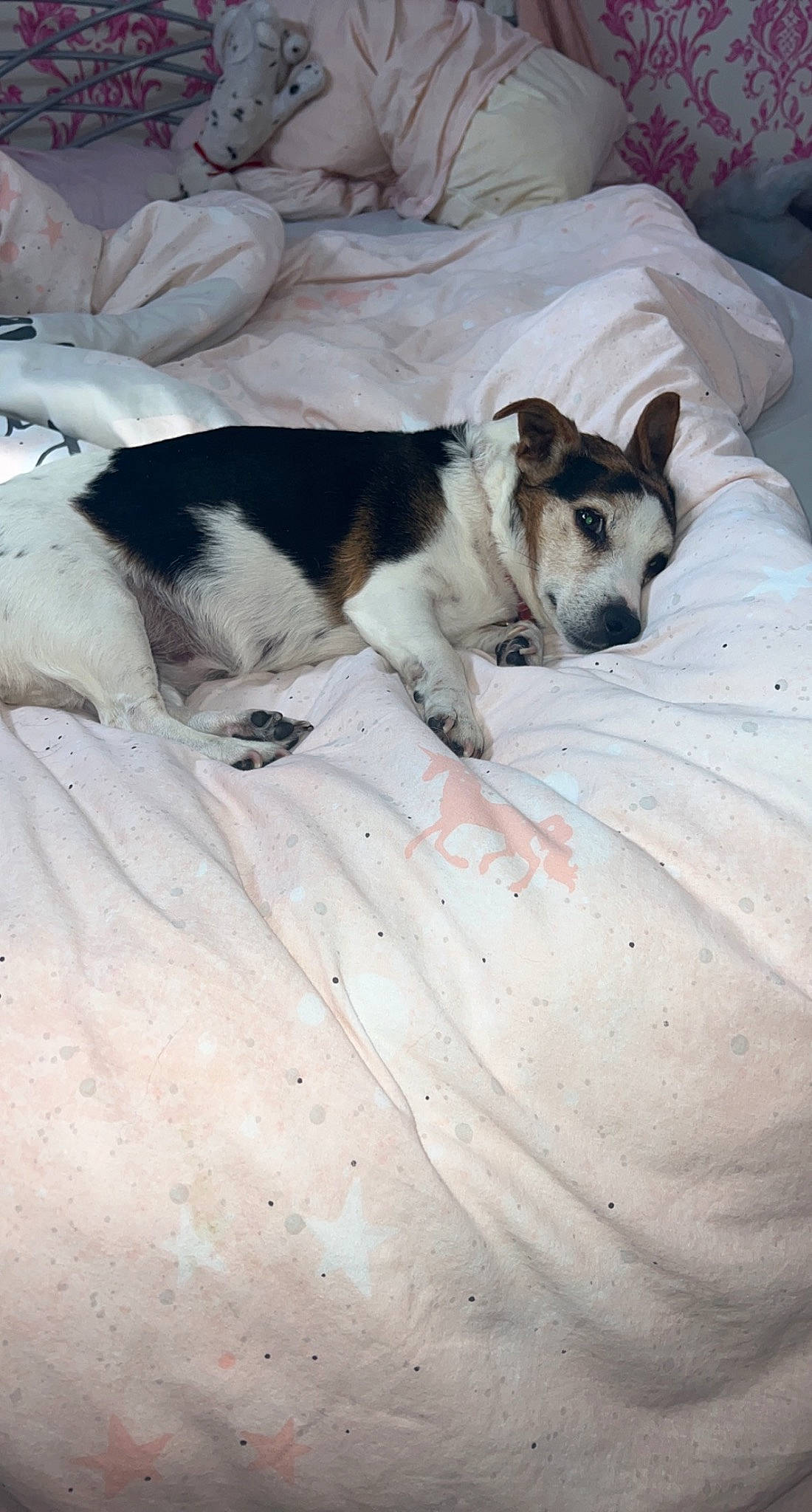 Katie is registered to the contest to win money with this photo: bedding, blanket, canidae, carnivore, comfort, companion_dog, couch, dog, dog_breed, fawn, fur, linens, nap, non_sporting_group, paw, sporting_group, terrestrial_animal, whiskers, wood, working_animal