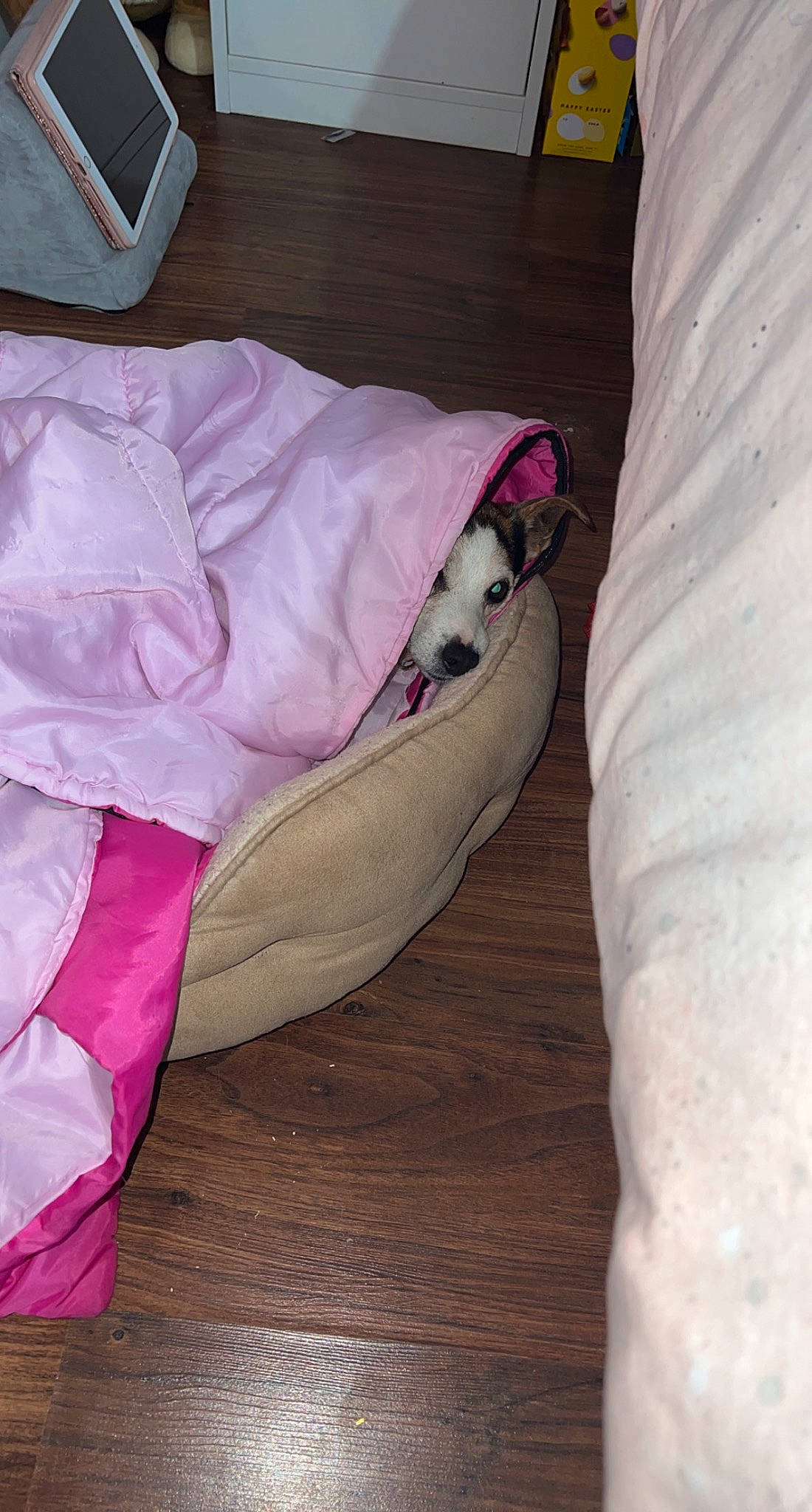 Katie joined the competition — help win amazing prizes! bedding, canidae, carnivore, comfort, companion_dog, dog, dog_breed, dog_supply, fawn, felidae, flooring, hardwood, linens, magenta, nap, pet_supply, sporting_group, tail, wood, working_animal