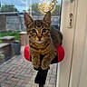 Milo joined the competition — help win amazing prizes! cat, kitten, tabby, pet, indoor, exercise_bike, red_seat, window, glass_door, backyard, dartboard, garden, pavement, plant_pot, curious, animal, feline, whiskers, ears, resting