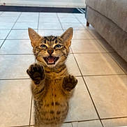 Milo joined the competition — help win amazing prizes! kitten, cat, tabby, indoor, tiled_floor, glass_door, paws, cute, pet, animal, feline, playful, young, mouth_open, ears, whiskers, happy, home, floor, couch