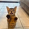 kitten, cat, tabby, indoor, tiled_floor, glass_door, paws, cute, pet, animal, feline, playful, young, mouth_open, ears, whiskers, happy, home, floor, couch