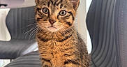 Milo is registered to the contest to win money with this photo: kitten, cat, tabby, pet, animal, feline, chair, indoor, cute, whiskers, ears, fur, striped, young, sitting, curious, closeup, domestic, home, light