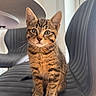 kitten, cat, tabby, pet, animal, feline, chair, indoor, cute, whiskers, ears, fur, striped, young, sitting, curious, closeup, domestic, home, light