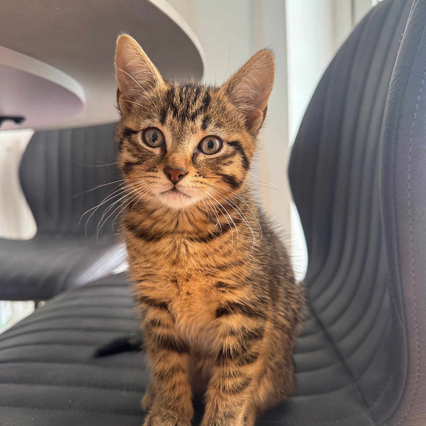 Milo is registered to the contest to win money with this photo: kitten, cat, tabby, pet, animal, feline, chair, indoor, cute, whiskers, ears, fur, striped, young, sitting, curious, closeup, domestic, home, light