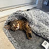 Milo joined the competition — help win amazing prizes! cat, tabby_cat, blanket, gray, cozy, curious, pet, indoors, floor, tile_floor, window, natural_light, fur, paw, resting, cute, animal, mammal, home, soft_texture
