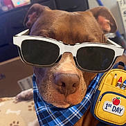 Benji joined the competition — help win amazing prizes! accessories, backpack, bandana, brown_dog, close_up, collar, costume, dog, fashion, first_day, funny, furniture, indoor, living_room, paw_prints, pet, portrait, school, seated, sunglasses
