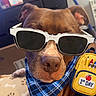 accessories, backpack, bandana, brown_dog, close_up, collar, costume, dog, fashion, first_day, funny, furniture, indoor, living_room, paw_prints, pet, portrait, school, seated, sunglasses