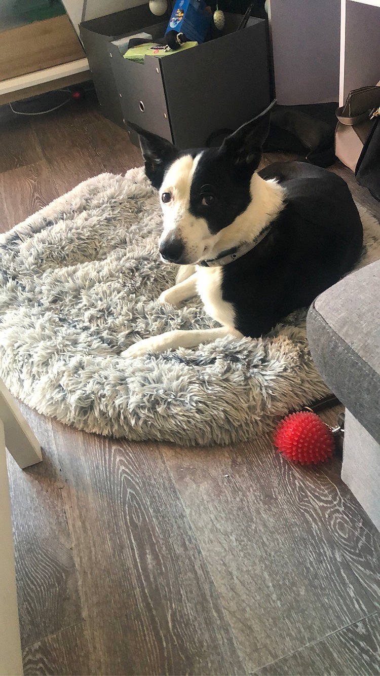 Shaïna participe au concours pour gagner de l'argent avec cette photo : canidae, carnivore, comfort, companion_dog, dog, dog_breed, floor, flooring, fur, hardwood, living_room, non_sporting_group, room, snout, sporting_group, table, tail, terrestrial_animal, wood, working_animal