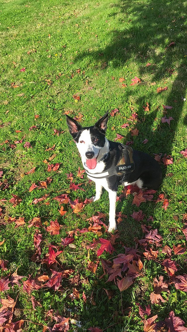 Shaïna a rejoint le concours — aidez-le/la à gagner de superbes lots ! annual_plant, carnivore, companion_dog, dog, dog_breed, fawn, flower, flowering_plant, grass, grass_family, groundcover, herbaceous_plant, leaf, petal, plant, shrub, sporting_group, tail, tree, wildflower
