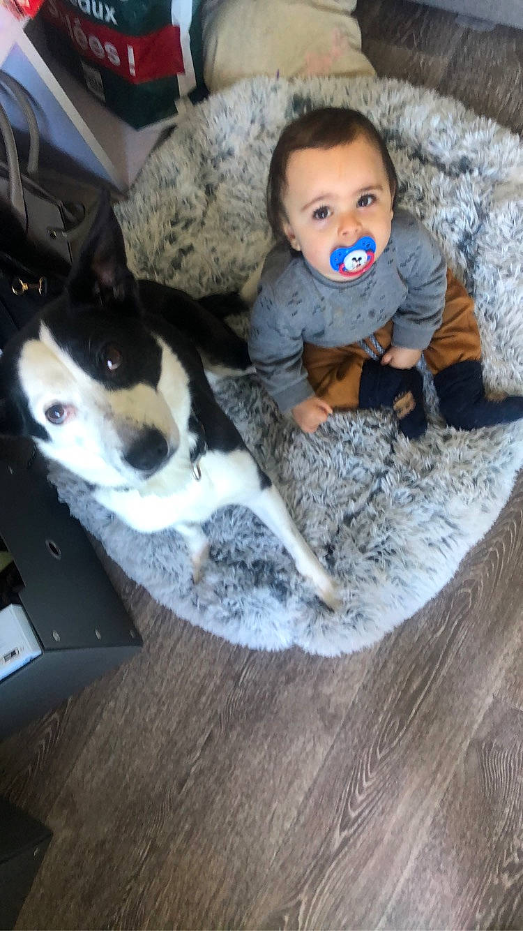 Shaïna a rejoint le concours — aidez-le/la à gagner de superbes lots ! baby, baby_toddler_clothing, ball, carnivore, chair, comfort, companion_dog, dog, fawn, floor, flooring, fun, fur, hardwood, leisure, play, sitting, t_shirt, toddler, wood