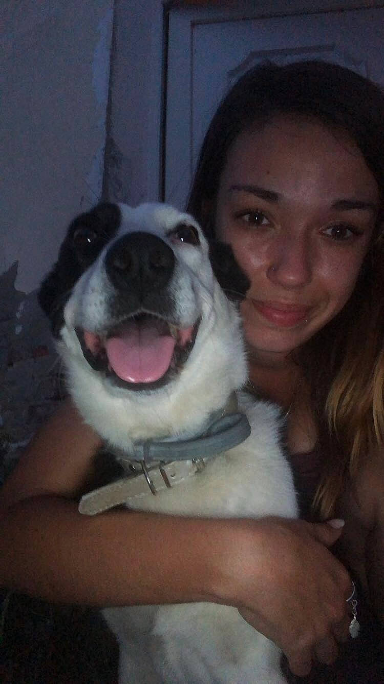 Shaïna participe au concours pour gagner de l'argent avec cette photo : black_hair, canidae, carnivore, companion_dog, dog, dog_breed, ear, eye, fawn, flash_photography, fun, fur, happy, iris, jaw, nose, smile, snout, sporting_group, whiskers