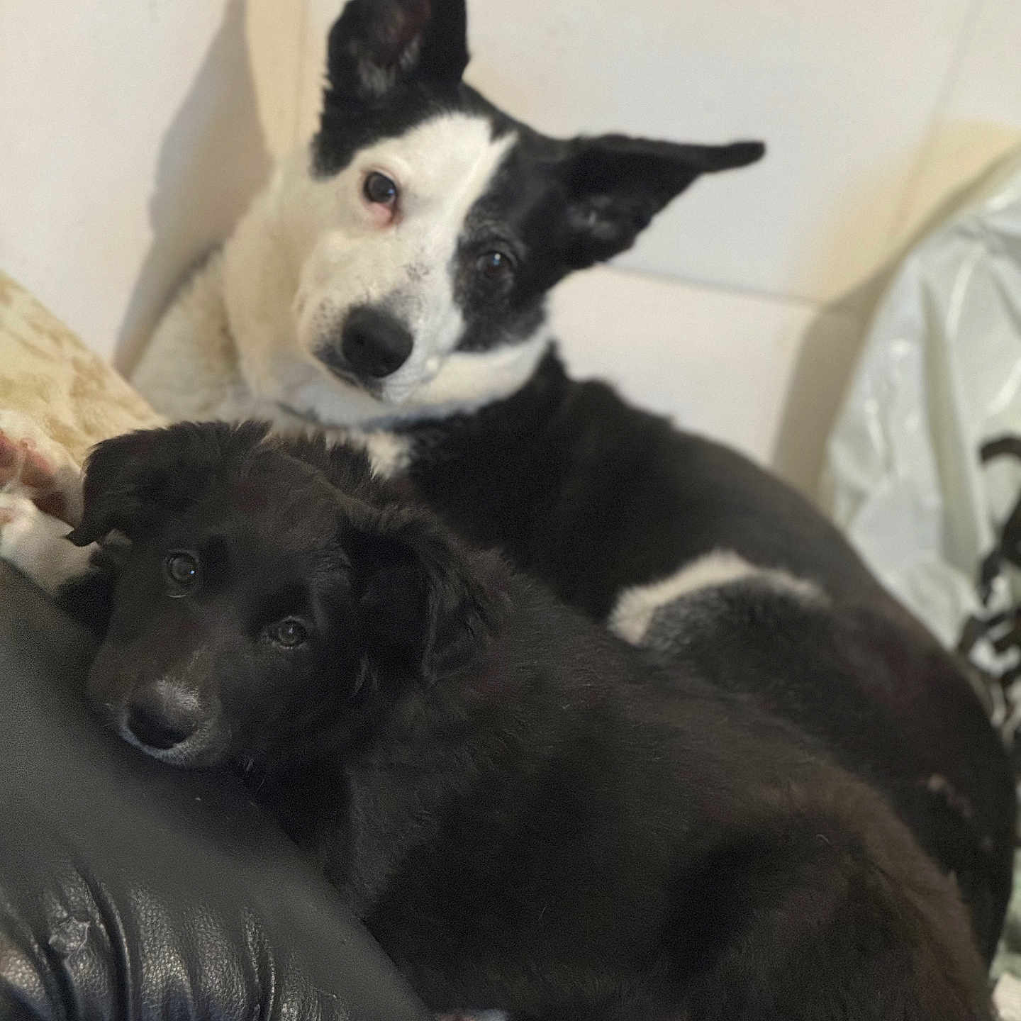 Nala Et Shaïna a rejoint le concours — aidez-le/la à gagner de superbes lots ! animal, architecture, ball, building, canine, collie, couch, cushion, dog, furniture, homedecor, husky, indoors, labradorretriever, livingroom, pet, puppy, sport, tennis, tennisball