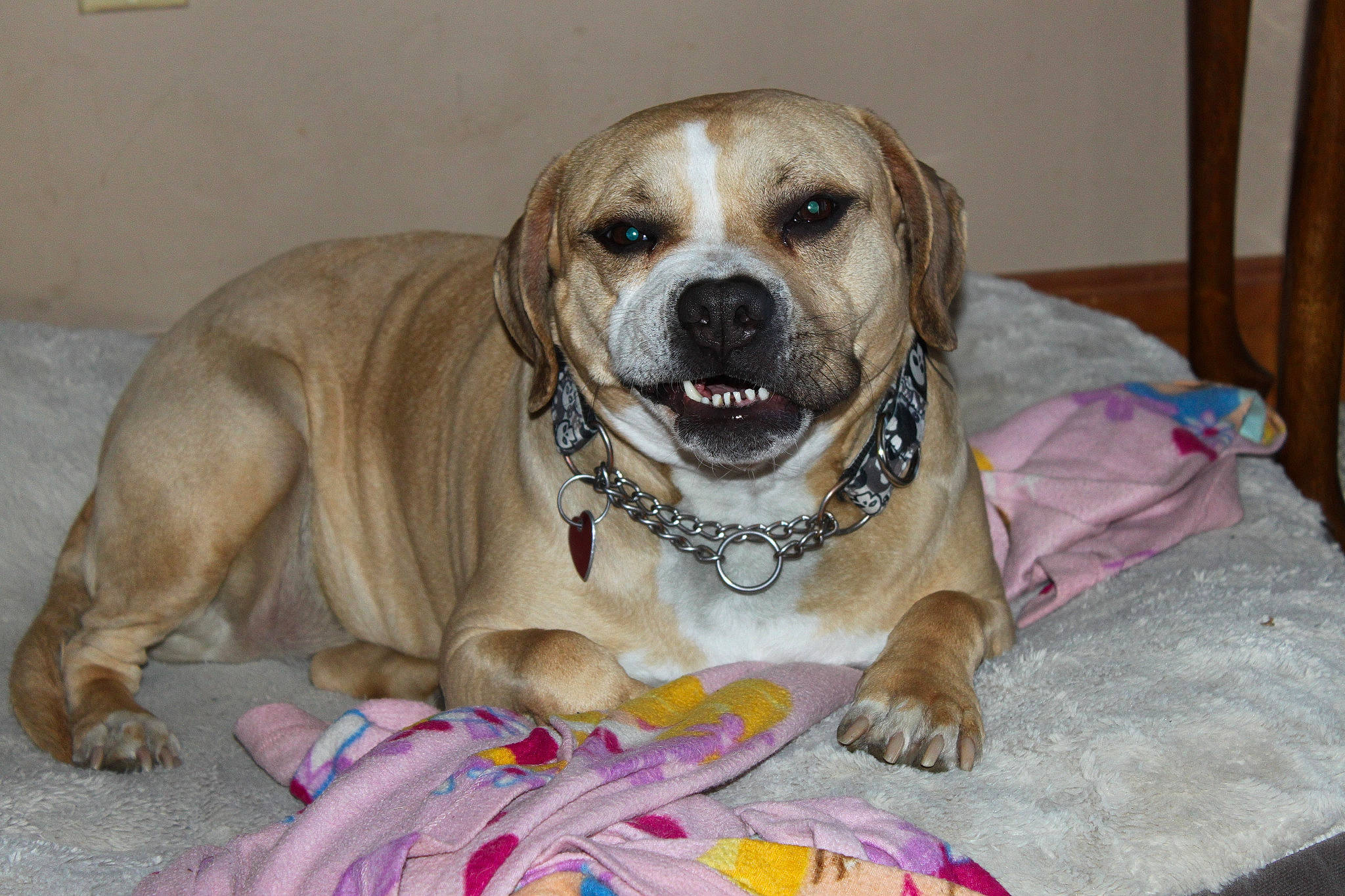 Lena is registered to the contest to win money with this photo: american_bulldog, ancient_dog_breeds, beagador, boerboel, bulldog, canidae, carnivore, companion_dog, dog, dog_breed, fawn, fila_brasileiro, mammal, non_sporting_group, perro_de_presa_mallorquin, pit_bull, rare_breed_dog, snout, sporting_group, vertebrate