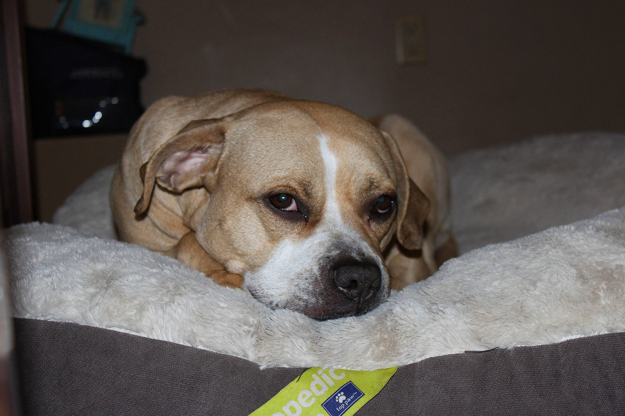 Lena joined the competition — help win amazing prizes! beagador, canidae, carnivore, companion_dog, dog, dog_breed, fawn, mammal, pointer, puggle, puppy, rare_breed_dog, snout, sporting_group, vertebrate, whiskers