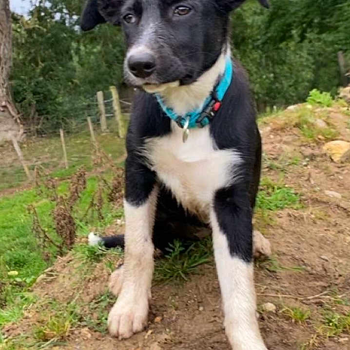 Abby participe au concours pour gagner de l'argent avec cette photo : alert, animal, black_and_white, canine, collar, curious, dirt, dog, ears, forest, fur, grass, greenery, ground, nature, outdoor, pet, puppy, sitting, young_dog