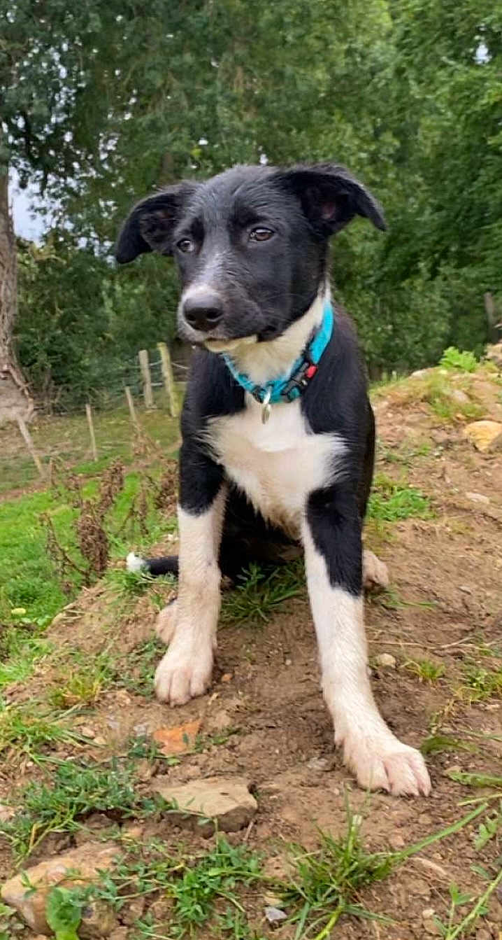 Abby participe au concours pour gagner de l'argent avec cette photo : puppy, dog, black_and_white, collar, outdoor, nature, grass, dirt, forest, young_dog, pet, canine, animal, sitting, ears, fur, curious, alert, ground, greenery