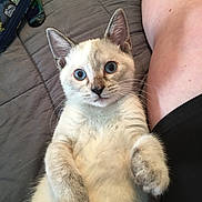 Ruth Bader Ginspurr joined the competition — help win amazing prizes! kitten, cat, pet, animal, blue_eyes, fur, paw, whiskers, bed, quilt, human_leg, indoor, cute, playful, closeup, portrait, domestic, resting, young, curious