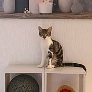 Woody a rejoint le concours — aidez-le/la à gagner de superbes lots ! cat, tabby_cat, white_paws, sitting, shelf, decor, flower_painting, candles, vases, sphere, rose_globe, indoor, wall, furniture, curious, pet, animal, home, ornament, still_life