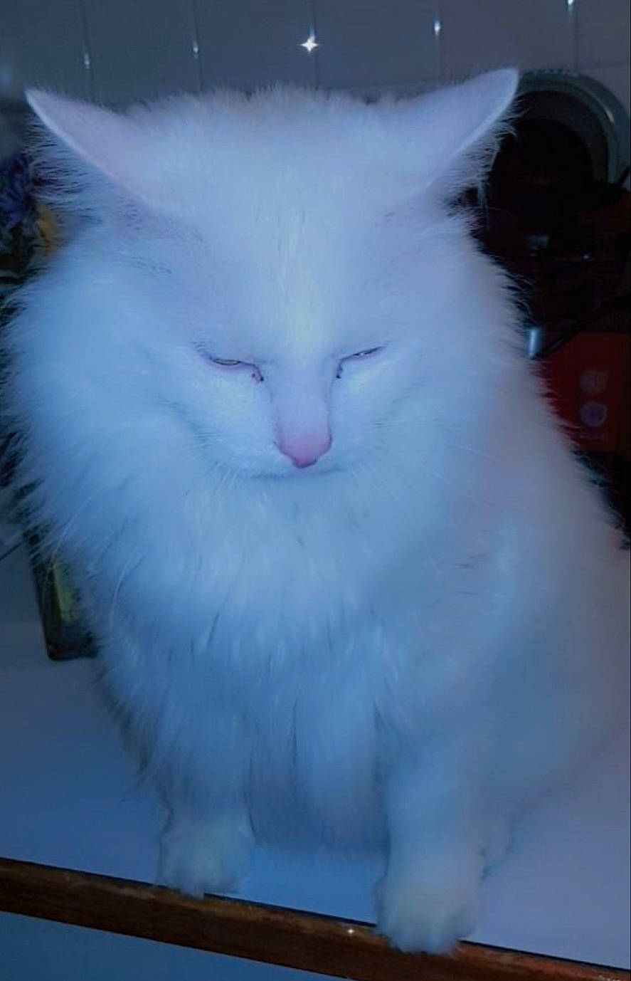 Biboush participe au concours pour gagner de l'argent avec cette photo : british_longhair, carnivore, cat, electric_blue, felidae, fur, gas, small_to_medium_sized_cats, snout, whiskers