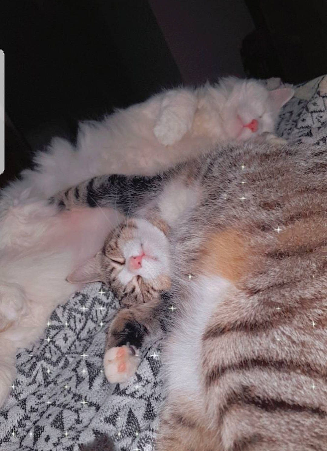 Biboush participe au concours pour gagner de l'argent avec cette photo : carnivore, cat, cat_bed, claw, comfort, domestic_short_haired_cat, eye, fawn, felidae, fur, nap, paw, sleep, small_to_medium_sized_cats, snout, tail, terrestrial_animal, whiskers