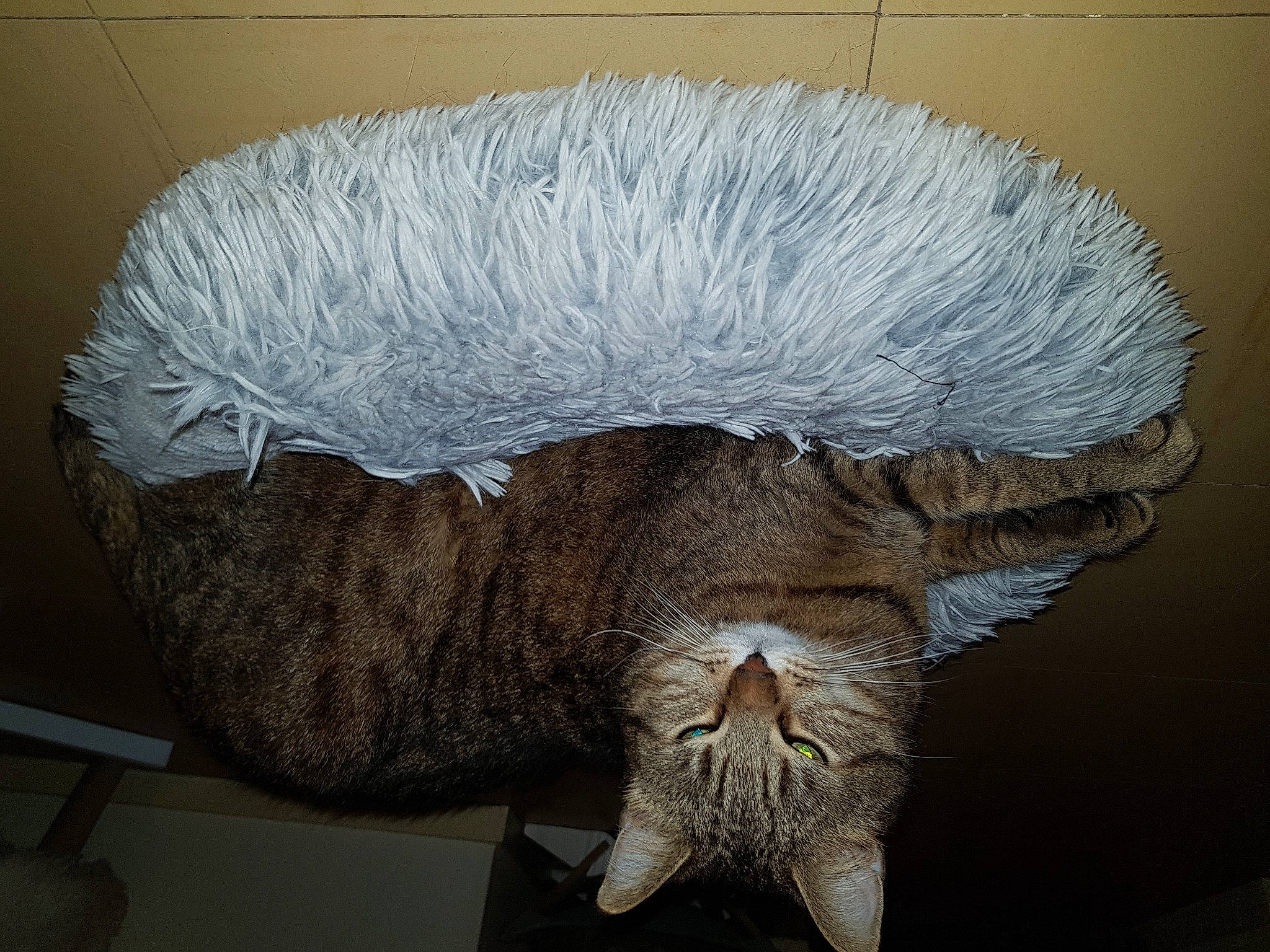 Bébé a rejoint le concours — aidez-le/la à gagner de superbes lots ! art, artifact, fashion_accessory, fur, head, headgear, natural_material, sculpture, tail, tourist_attraction, visual_arts, wing, wool