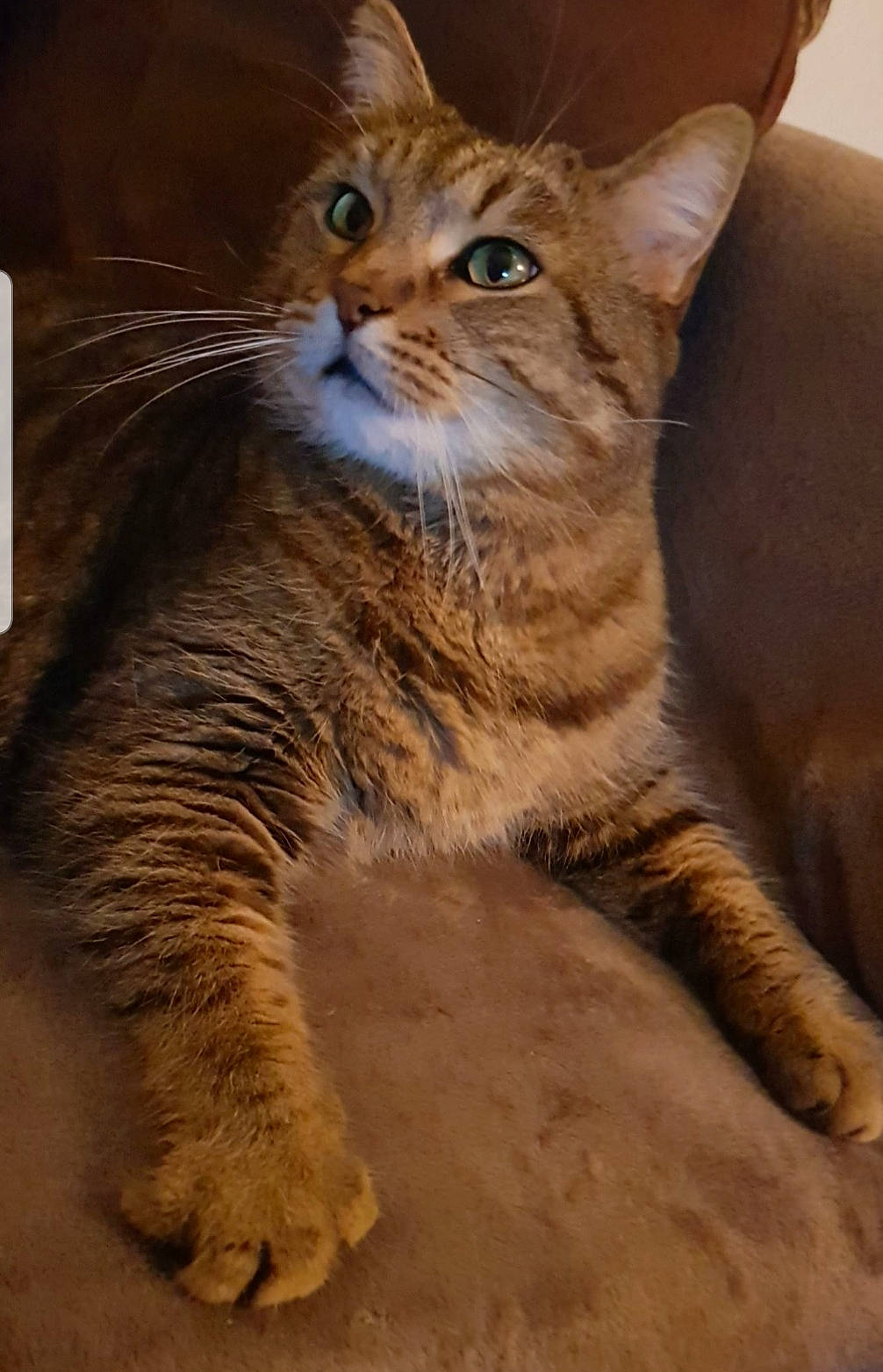 Bébé a rejoint le concours — aidez-le/la à gagner de superbes lots ! carnivore, cat, claw, domestic_short_haired_cat, fawn, felidae, fur, paw, small_to_medium_sized_cats, snout, tail, terrestrial_animal, whiskers, wildlife, wood