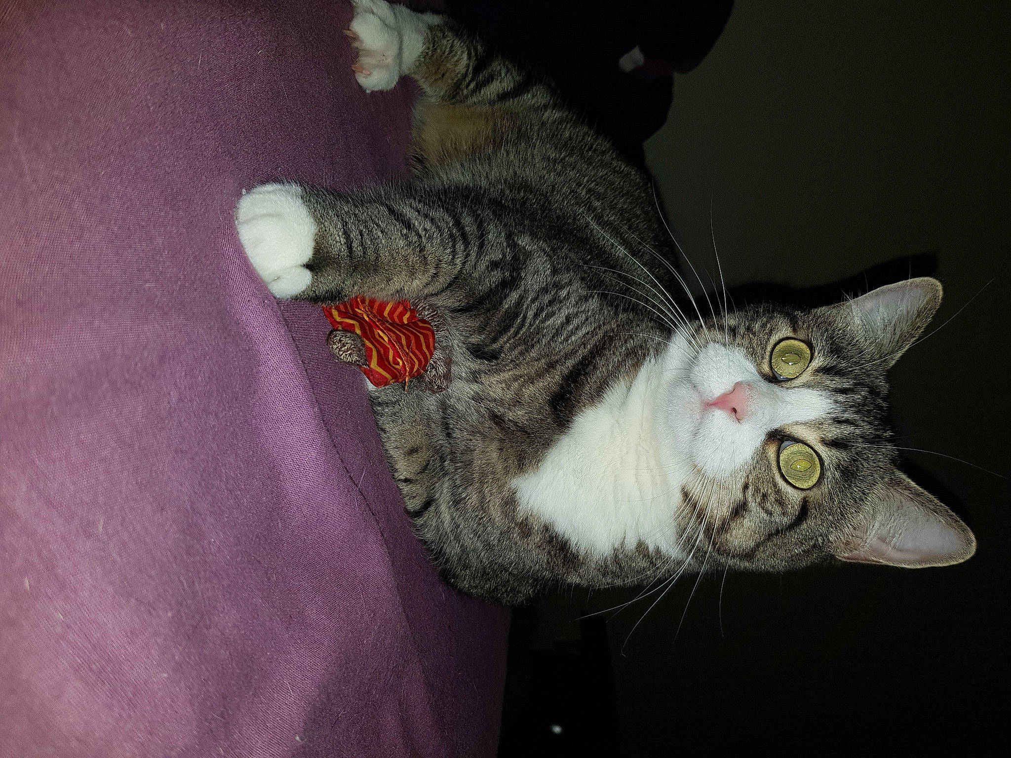 Sockette a rejoint le concours — aidez-le/la à gagner de superbes lots ! carnivore, cat, claw, domestic_short_haired_cat, felidae, fur, paw, plant, small_to_medium_sized_cats, snout, tail, whiskers