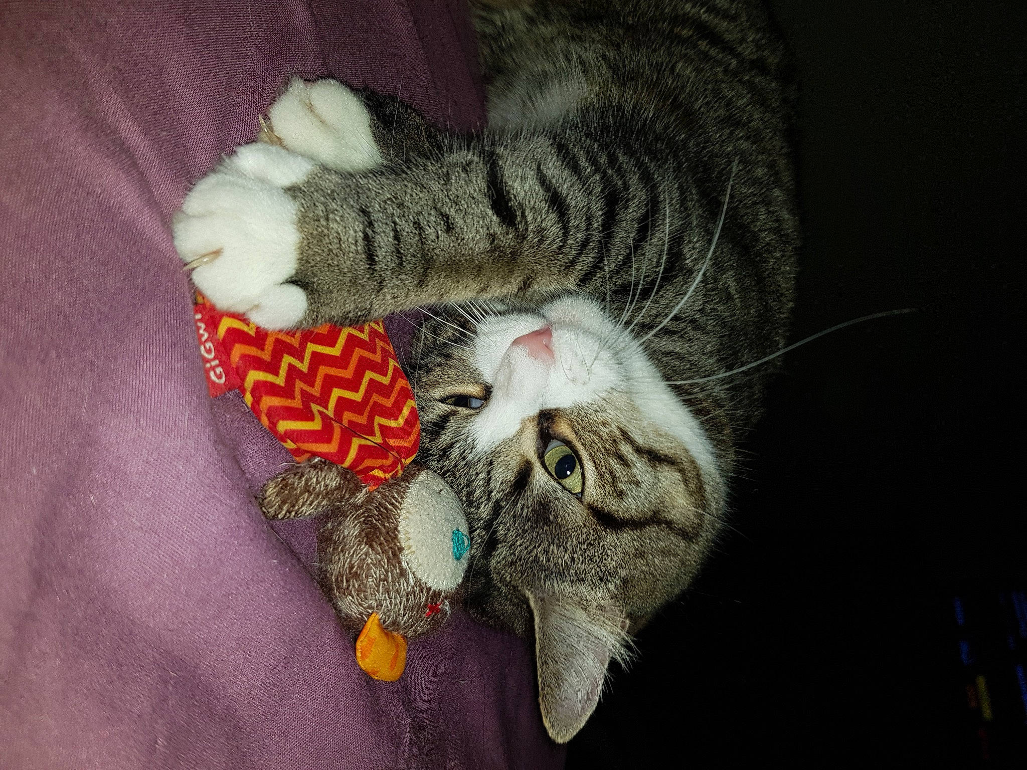 Sockette participe au concours pour gagner de l'argent avec cette photo : carnivore, cat, claw, comfort, domestic_short_haired_cat, fawn, felidae, fur, grey, linens, nail, paw, small_to_medium_sized_cats, snout, tail, thread, tree, whiskers, wool, woolen