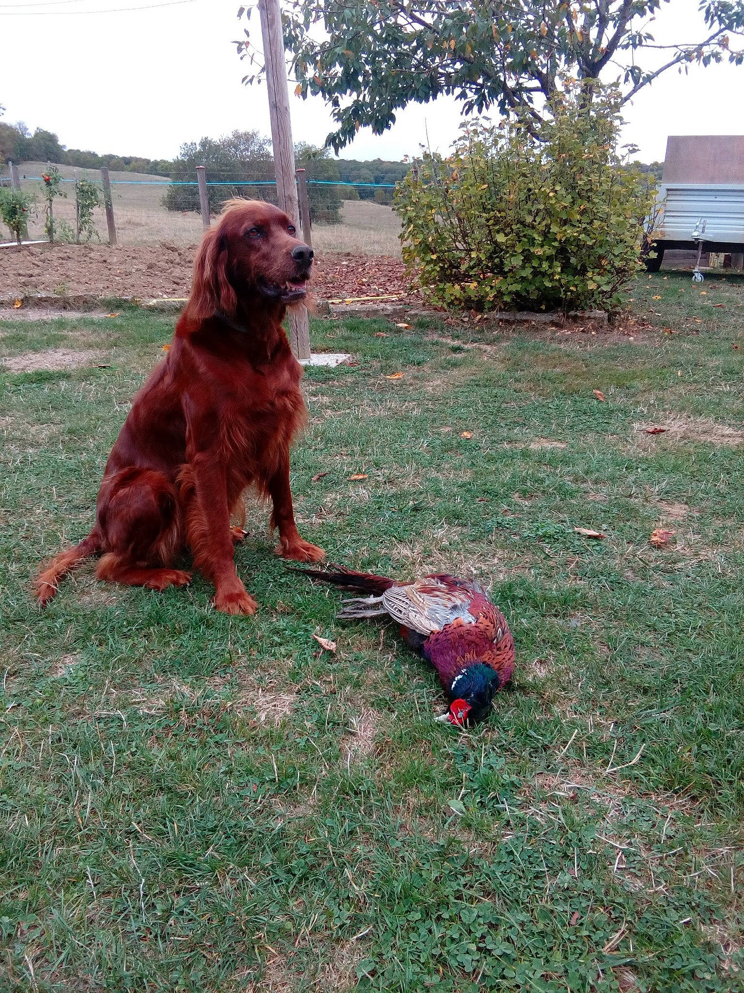 Falka participe au concours pour gagner de l'argent avec cette photo : canidae, carnivore, companion_dog, dog, dog_breed, grass, groundcover, gun_dog, hunting_dog, liver, plant, sky, spaniel, sporting_group, tail, terrestrial_animal, tree, water_dog, working_animal, working_dog