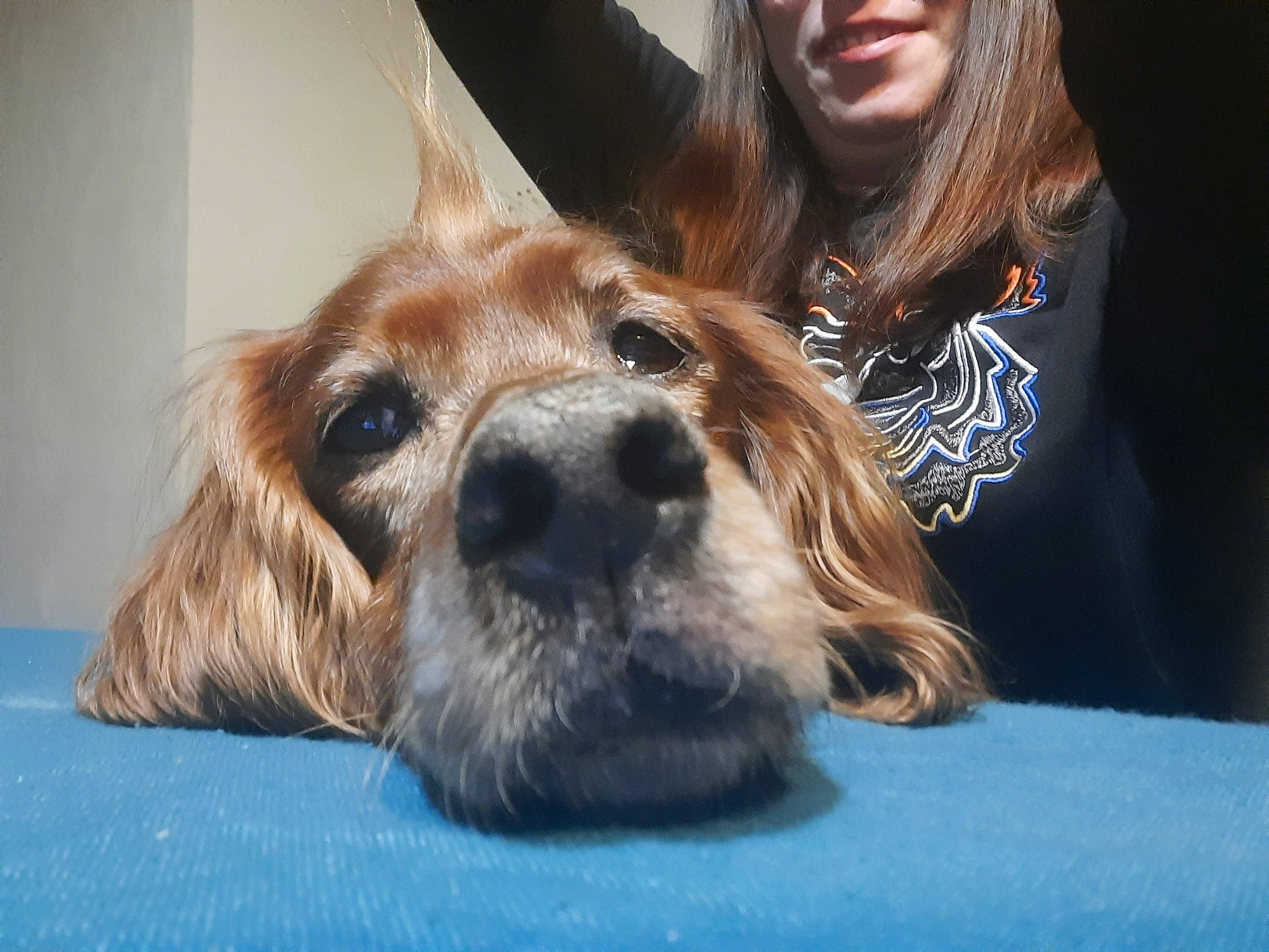 Falka a rejoint le concours — aidez-le/la à gagner de superbes lots ! brown_hair, canidae, carnivore, companion_dog, dog, dog_breed, ear, fawn, fur, liver, puppy, puppy_love, smile, snout, spaniel, sporting_group, terrestrial_animal, toy_dog, whiskers, working_animal