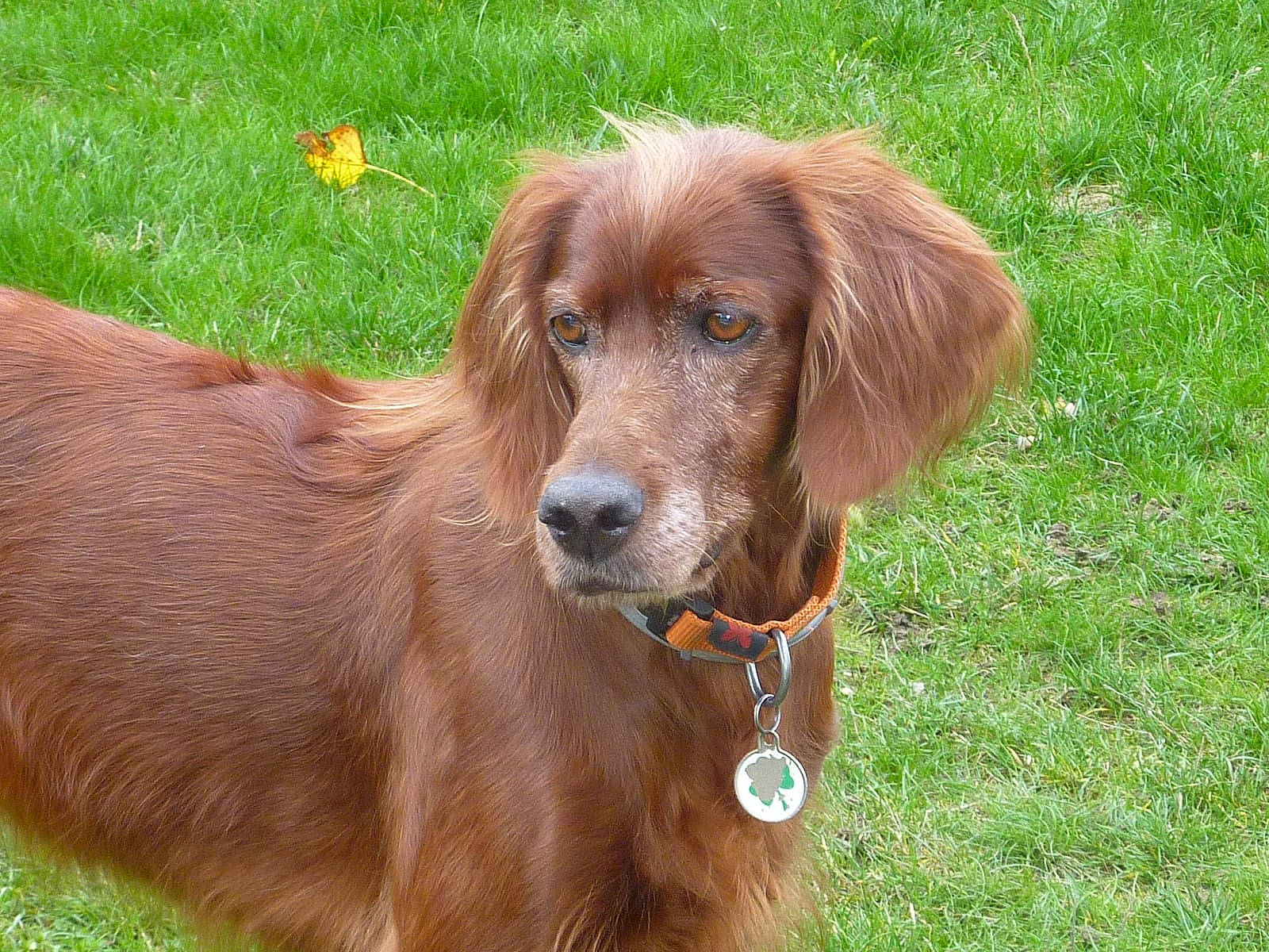 Falka a rejoint le concours — aidez-le/la à gagner de superbes lots ! carnivore, collar, companion_dog, dog, dog_breed, dog_collar, fur, grass, grassland, gun_dog, hunting_dog, liver, plant, sporting_group, working_animal