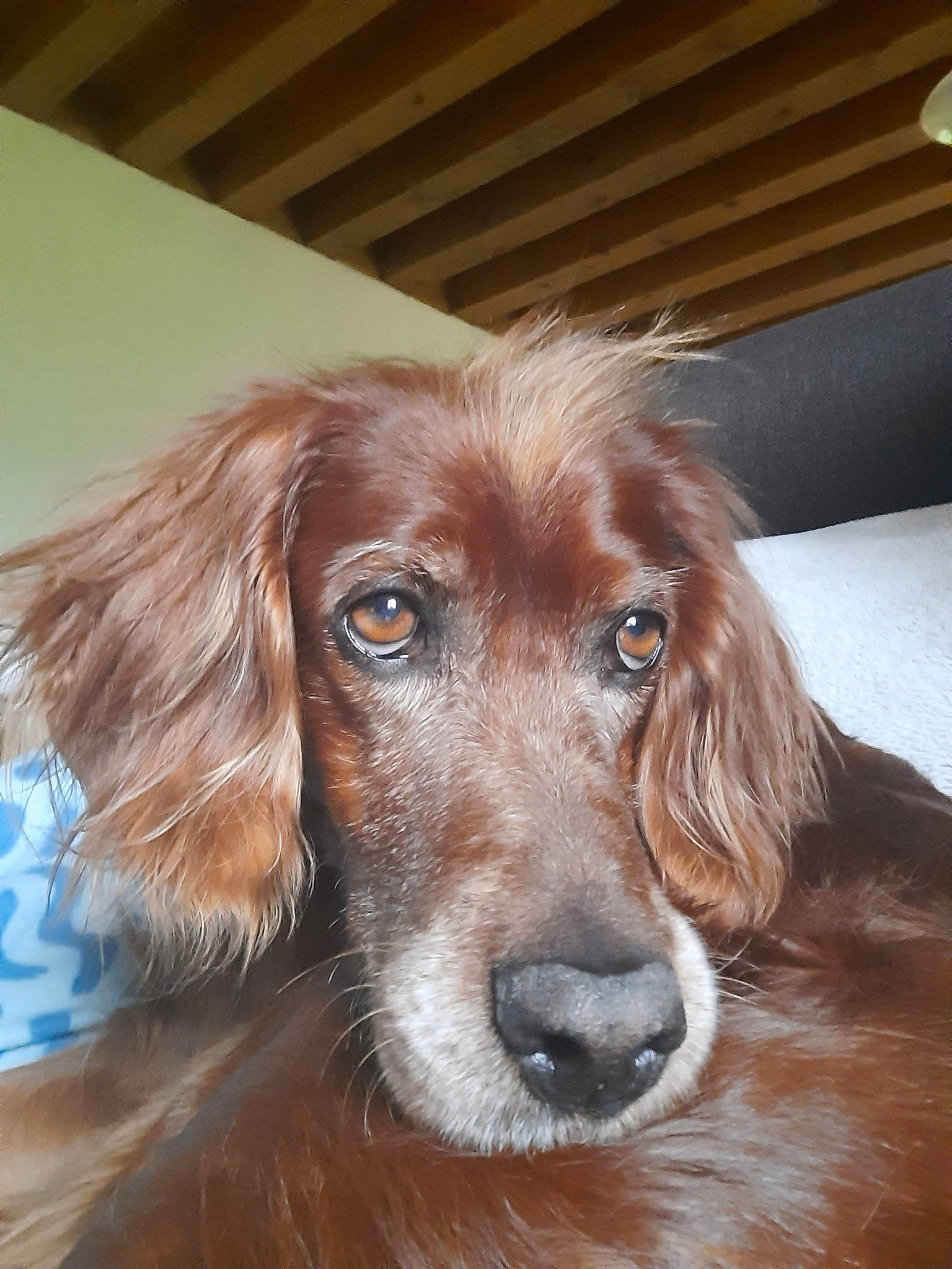 Falka a rejoint le concours — aidez-le/la à gagner de superbes lots ! brown, canidae, carnivore, companion_dog, dog, dog_breed, ear, fawn, fur, gun_dog, hardwood, hunting_dog, liver, snout, sporting_group, terrestrial_animal, whiskers, wood, working_animal