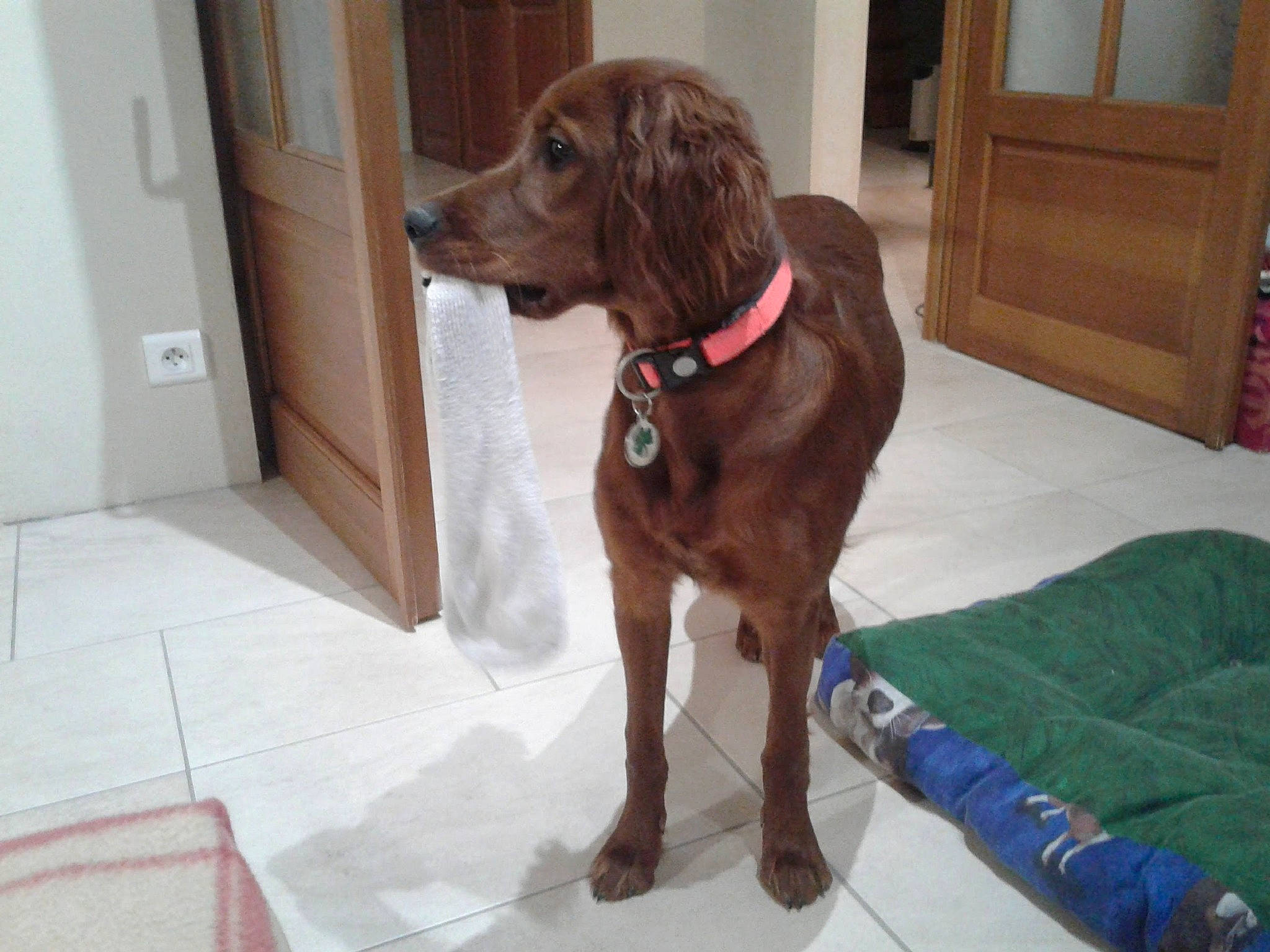 Ness participe au concours pour gagner de l'argent avec cette photo : cabinetry, carnivore, collar, companion_dog, cupboard, dog, dog_breed, dog_collar, dog_supply, door, fawn, flooring, gun_dog, hardwood, liver, pet_supply, sporting_group, wood, wood_stain, working_animal