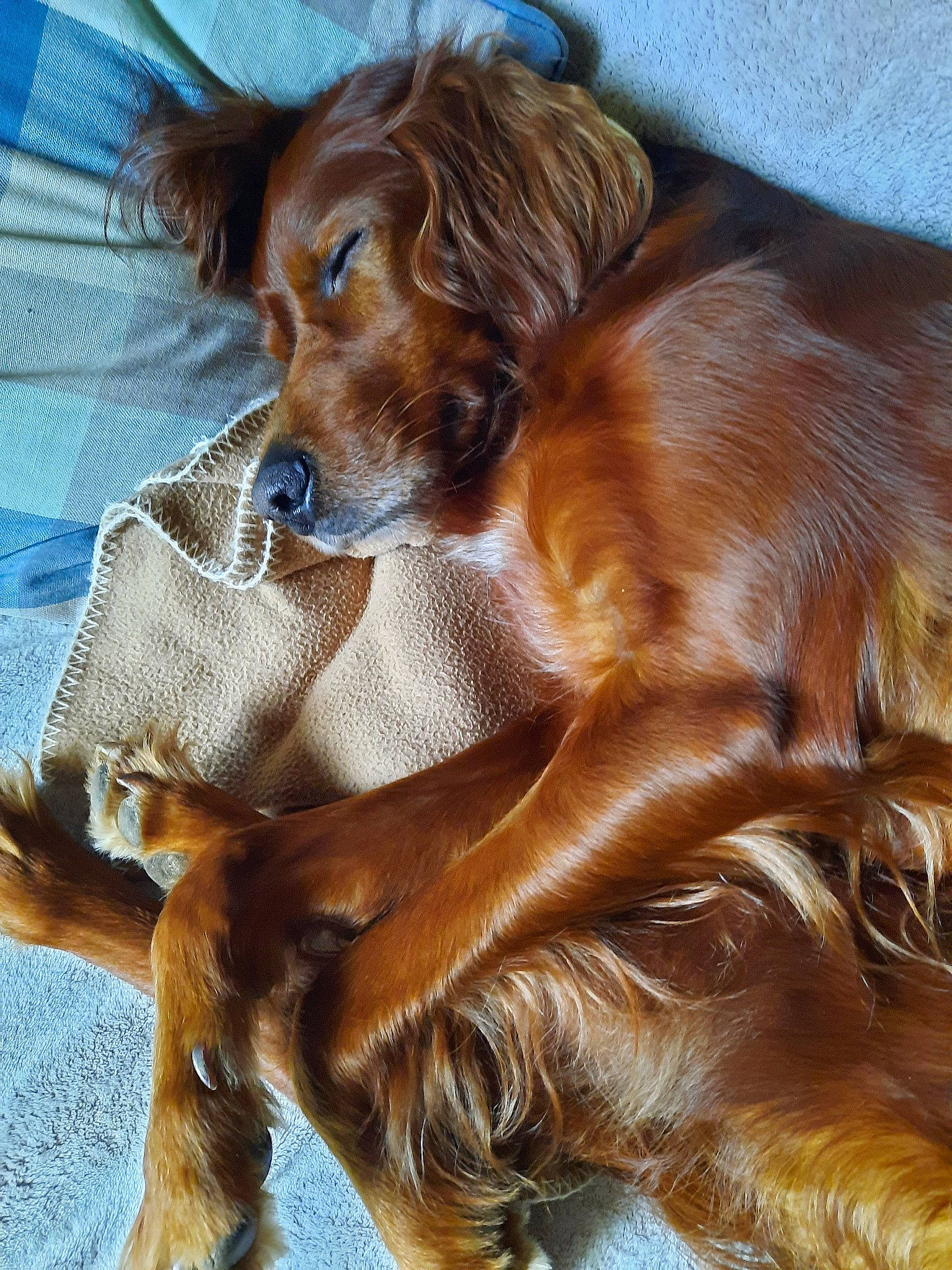 Ness participe au concours pour gagner de l'argent avec cette photo : brown, canidae, carnivore, companion_dog, dog, dog_breed, fawn, fur, gun_dog, hunting_dog, liver, snout, sporting_group, whiskers, working_animal