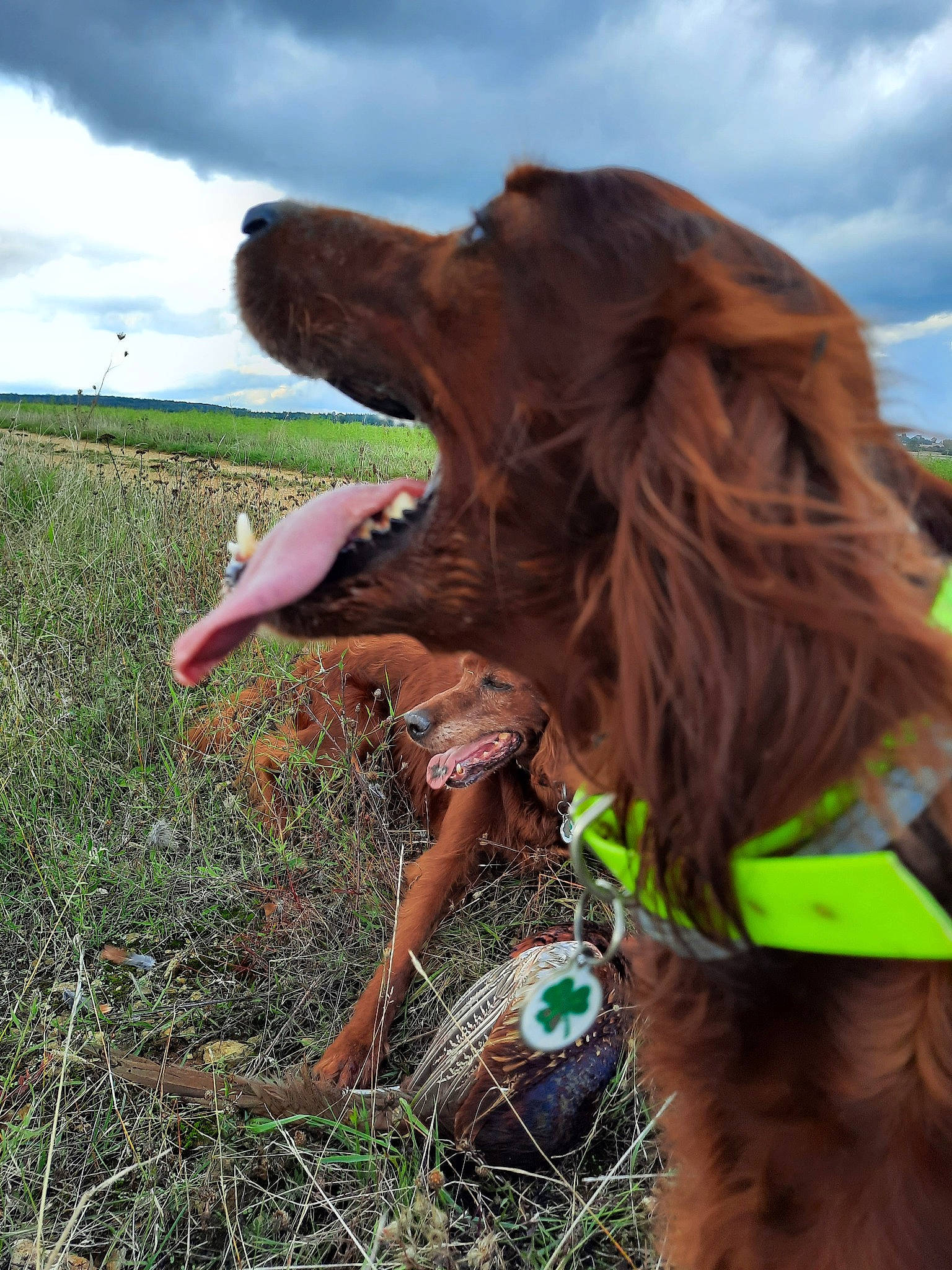 Ness a rejoint le concours — aidez-le/la à gagner de superbes lots ! ball, brown_hair, carnivore, cloud, companion_dog, dog, dog_breed, dog_collar, fawn, fun, grass, happy, liver, long_hair, people_in_nature, plant, sky, snout, sporting_group, working_animal
