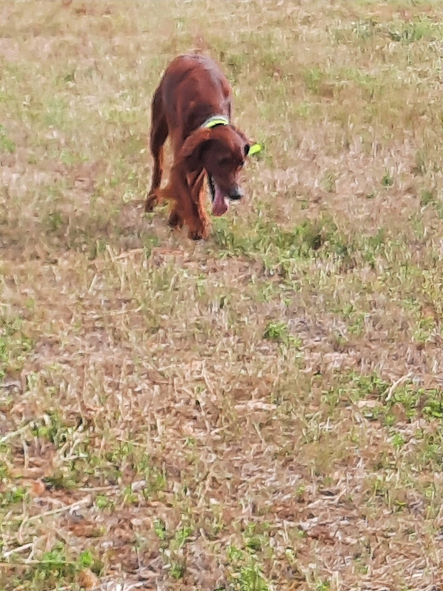 Ness a rejoint le concours — aidez-le/la à gagner de superbes lots ! canidae, carnivore, companion_dog, dog, dog_breed, fawn, grass, grassland, grazing, hound, hunting_dog, liver, pasture, plant, prairie, sporting_group, tail, terrestrial_animal, working_animal, working_dog