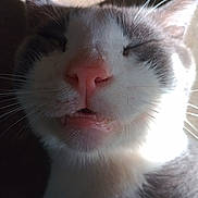 Frankie is registered to the contest to win money with this photo: cat, close_up, pet, animal, whiskers, pink_nose, teeth, sleepy, sunlight, shadow, white_fur, gray_fur, face, cute, muzzle, indoor, relaxed, fur, portrait, domestic_cat