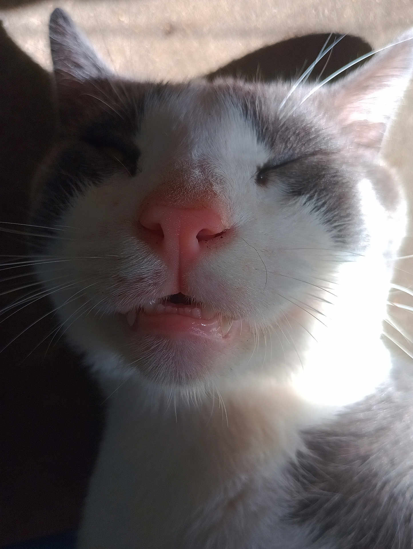 Frankie