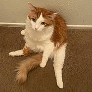 Jamal joined the competition — help win amazing prizes! animal, carpet, cat, curious, cute, domestic, ears, feline, floor, fluffy, fur, indoor, orange_and_white, paws, pet, relaxed, sitting, tail, wall, whiskers