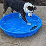 animal, backyard, blue_pool, canine, concrete, curious, daytime, dog, fish, fur, mammal, nature, outdoor, paw, pet, playful, reflection, small_pool, summer, water