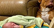 Kilo Versace is registered to the contest to win money with this photo: baby, blanket, brown_dog, couch, dog, furniture, leather, looking_away, pet, resting, side_view, soft_blanket, wrapped, young_baby, indoor, chain_collar, animal, comfort, relaxation, home