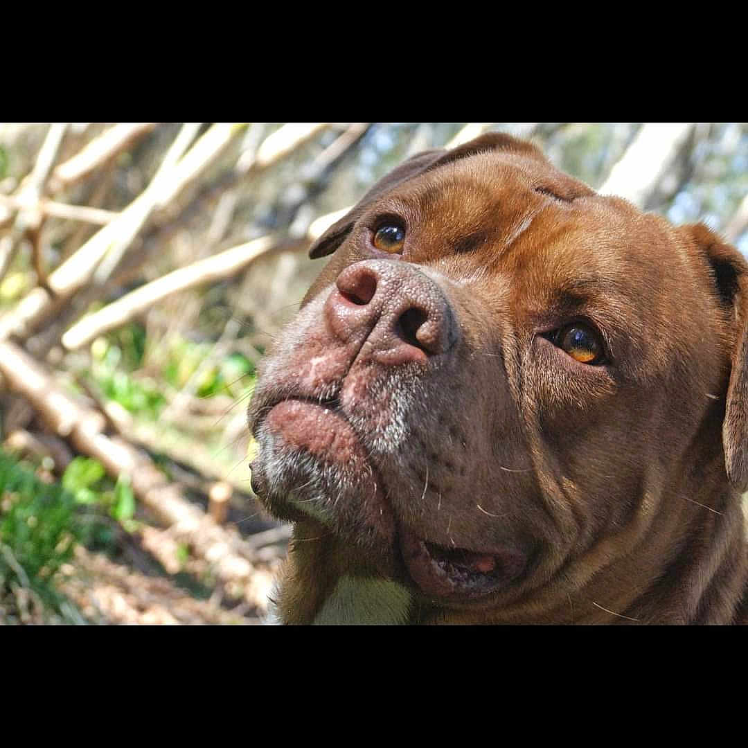Kilo Versace is registered to the contest to win money with this photo: dog, brown_dog, close_up, outdoor, nature, pet, canine, animal, face, portrait, fur, snout, ears, eyes, whiskers, sunlight, tree_branches, greenery, background_blur, expression
