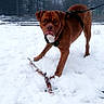 Kilo Versace joined the competition — help win amazing prizes! dog, brown_dog, snow, stick, forest, trees, leash, outdoor, pet, playful, winter, animal, canine, nature, frost, cold, park, muzzle, ears, alert
