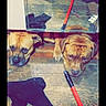 Kilo Versace is registered to the contest to win money with this photo: dog, wooden_floor, mirror, reflection, bare_feet, shoes, broomstick, indoors, pet, floor, animal, resting, cute, brown_dog, pair, household_item, black_cloth, wood, domestic, companion
